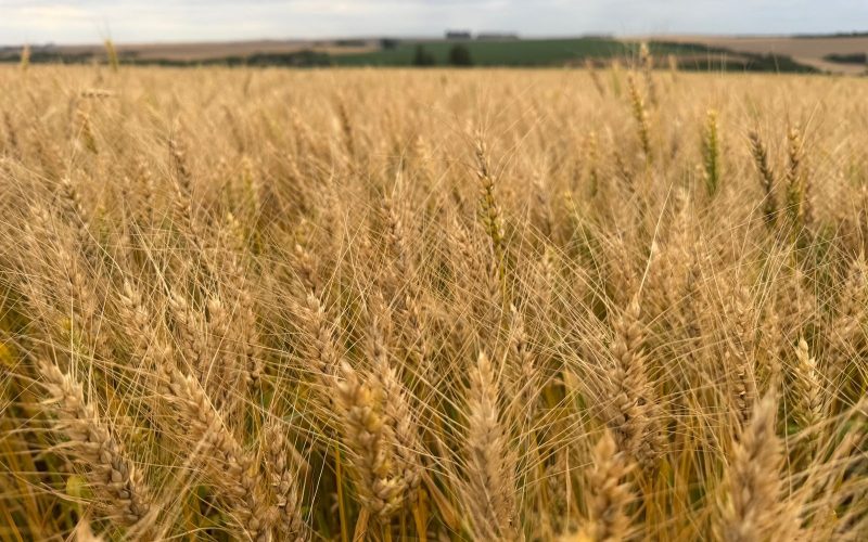 Preços de soja, milho e trigo sobem na bolsa de Chicago