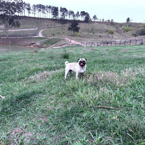 Conheça o Agro Pug, um cão de pastoreio que foge do padrão