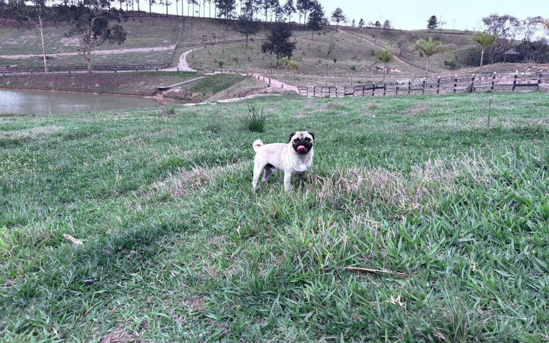 Conheça o Agro Pug, um cão de pastoreio que foge do padrão