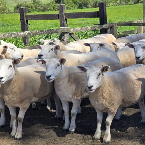 Preço do cordeiro bate recorde no Rio Grande do Sul e incentiva criadores