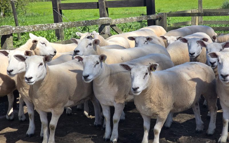 Preço do cordeiro bate recorde no Rio Grande do Sul e incentiva criadores
