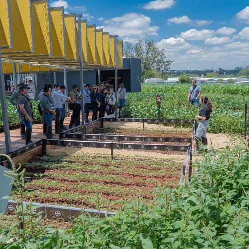 Bayer lança soja Intacta 5+, prevista para a safra 2027/28