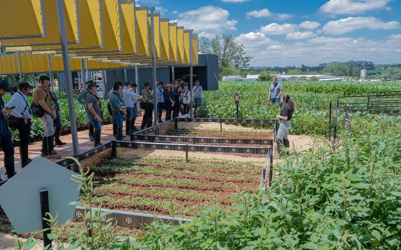 Bayer lança soja Intacta 5+, prevista para a safra 2027/28