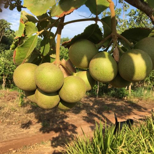 Cultivo de pequi sem espinho traz novo fôlego para produção da fruta símbolo do Cerrado