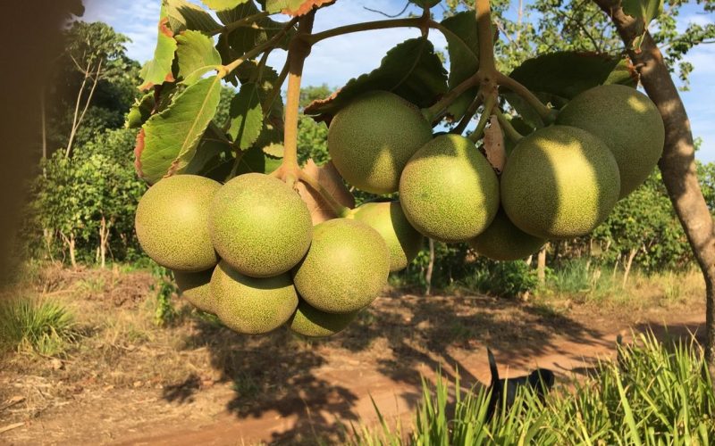 Cultivo de pequi sem espinho traz novo fôlego para produção da fruta símbolo do Cerrado