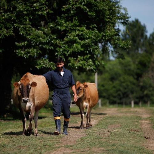 Três vacas em plena capital gaúcha: a microqueijaria que conquistou selo federal