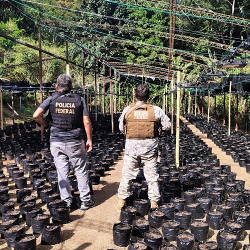 Três colombianos e um brasileiro são presos no Aeroporto de Fortaleza por envolvimento com plantação de maconha no Ceará