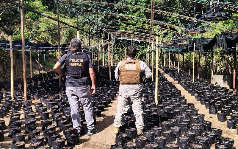 Três colombianos e um brasileiro são presos no Aeroporto de Fortaleza por envolvimento com plantação de maconha no Ceará