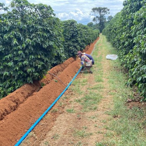 Extremos climáticos aceleram adoção da irrigação no café no sul de Minas