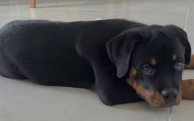 Criminosos furtam objetos e filhote de Rottweiler durante invasão a residência no Ceará
