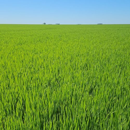 Plantio de arroz chega ao fim no RS com expectativa de área menor do que a projeção inicial