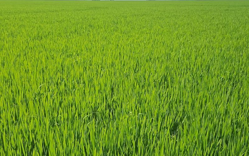 Plantio de arroz chega ao fim no RS com expectativa de área menor do que a projeção inicial