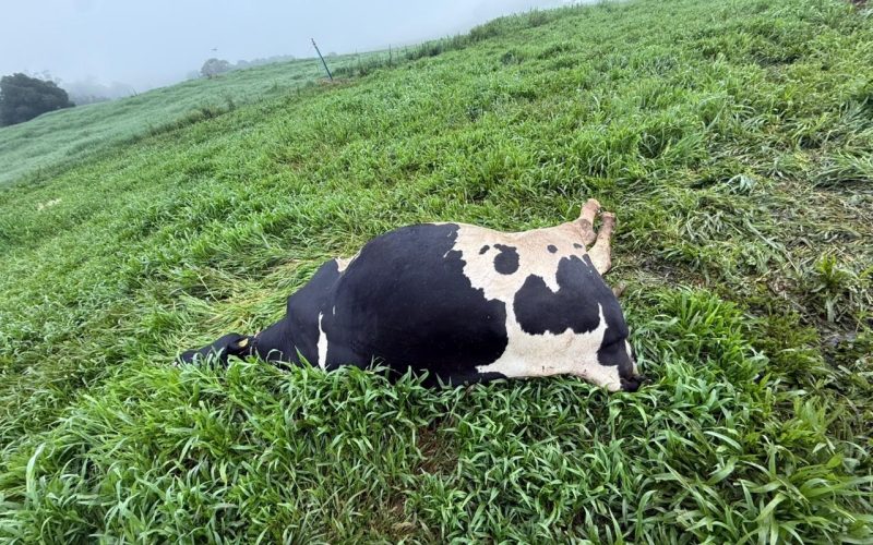Morte de 48 vacas leiteiras é investigada no RS; saiba como prevenir casos de intoxicação
