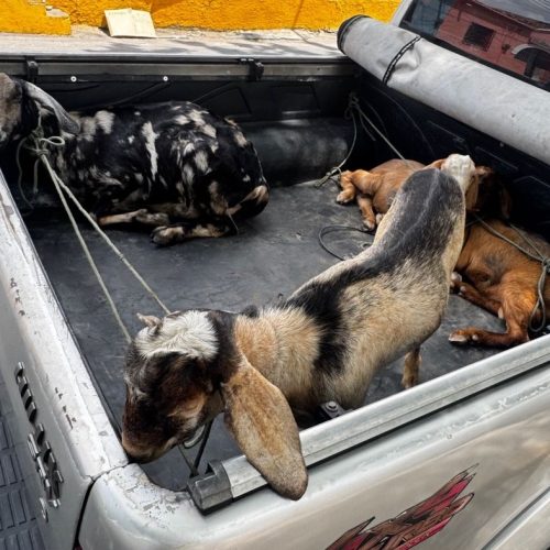 Polícia recupera caprinos furtados e apreende arma em Sobral, no Ceará