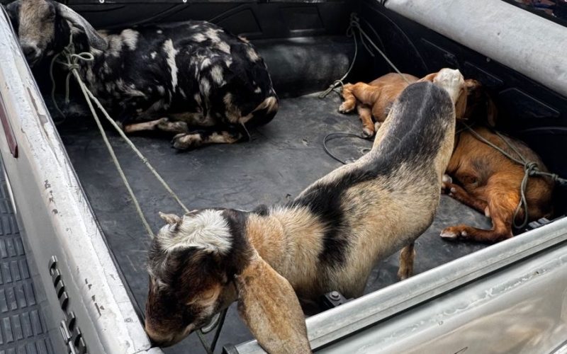 Polícia recupera caprinos furtados e apreende arma em Sobral, no Ceará