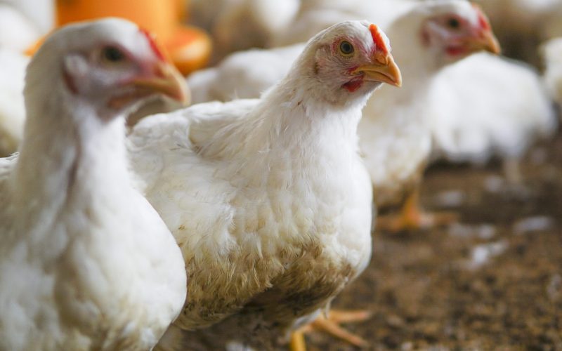Rússia suspende importações de aves do Rio Grande do Sul